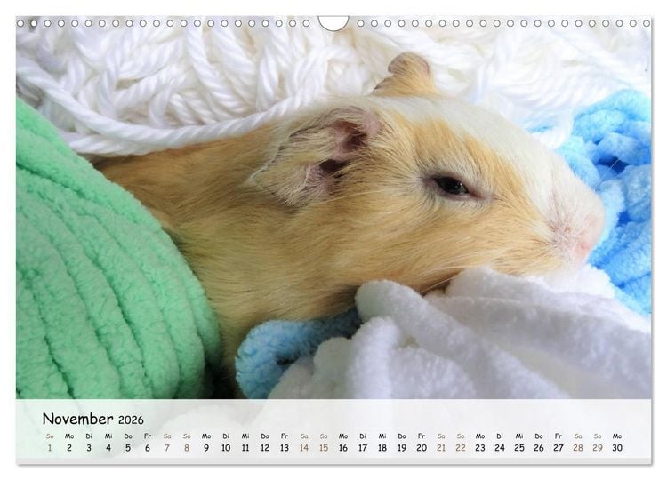 Produktbild: Meerschweinchen 2026 - bezaubernd, hinrei&szlig;end, entz&uuml;ckend (Wandkalender 2026 DIN A3 quer), CALVENDO Monatskalender