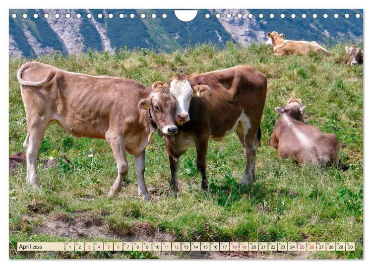 Produktbild: Berg-K&uuml;he, Natur pur - unser sch&ouml;nster Urlaub (Wandkalender 2026 DIN A4 quer), CALVENDO Monatskalender