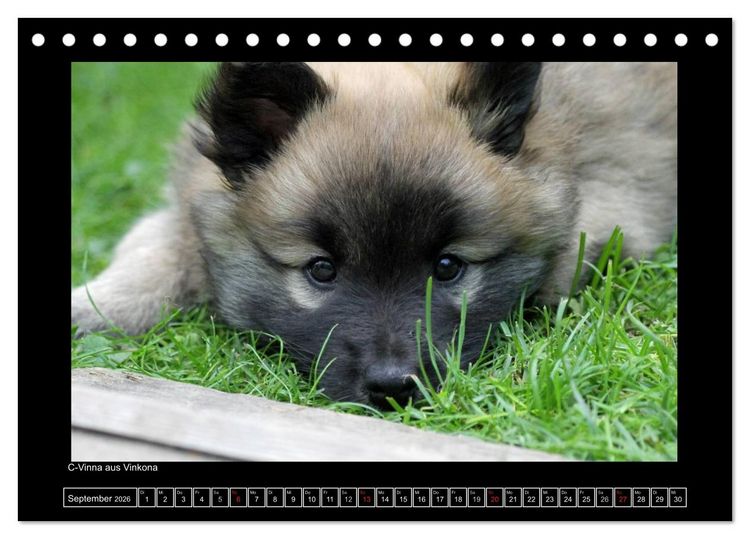 Produktbild: Islandhund - Welpen / CH-Version (Tischkalender 2026 DIN A5 quer), CALVENDO Monatskalender