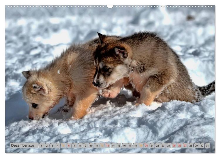 Produktbild: Huskies - Schlittenhunde (Wandkalender 2026 DIN A2 quer), CALVENDO Monatskalender
