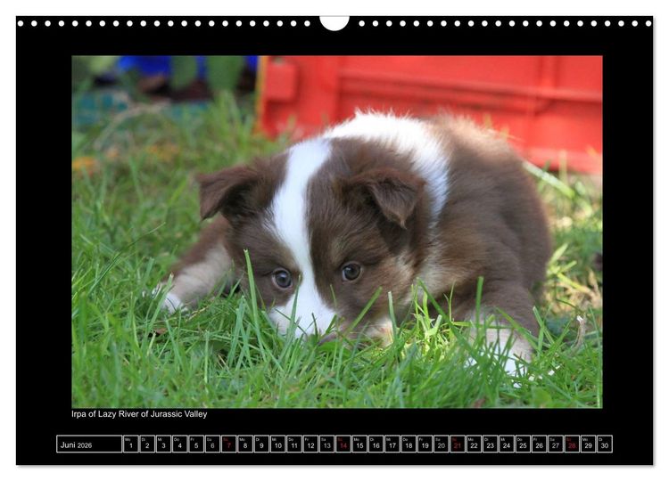 Produktbild: Islandhund - Welpen / CH-Version (Wandkalender 2026 DIN A3 quer), CALVENDO Monatskalender