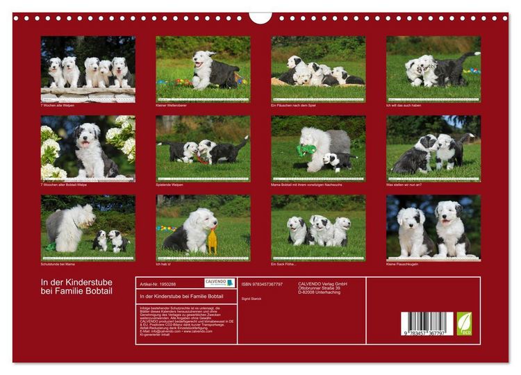 Produktbild: In der Kinderstube bei Familie Bobtail (Wandkalender 2026 DIN A3 quer), CALVENDO Monatskalender