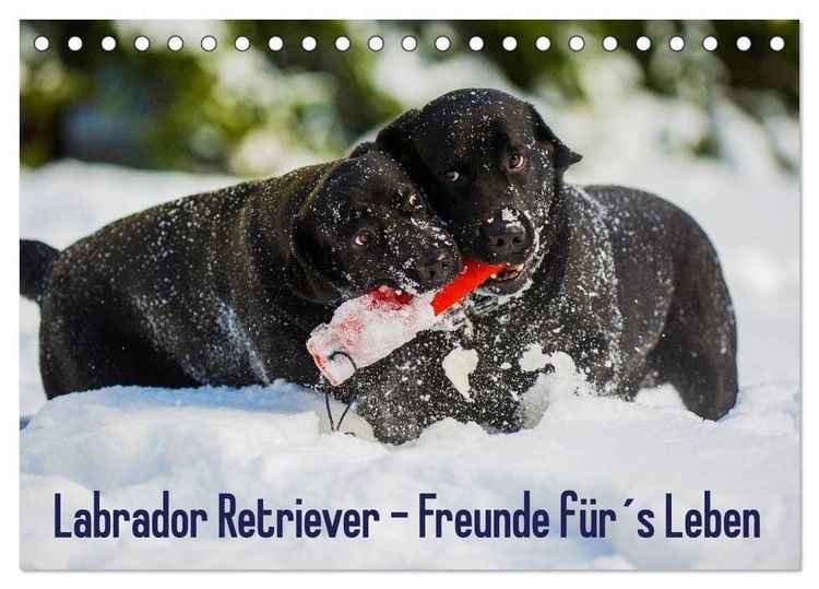 Produktbild: Labrador Retriever - Freunde f&uuml;r&acute;s Leben (Tischkalender 2026 DIN A5 quer), CALVENDO Monatskalender