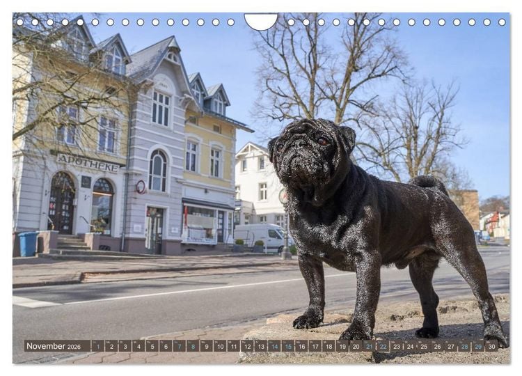 Produktbild: Reinbek mopsfidel (Wandkalender 2026 DIN A4 quer), CALVENDO Monatskalender