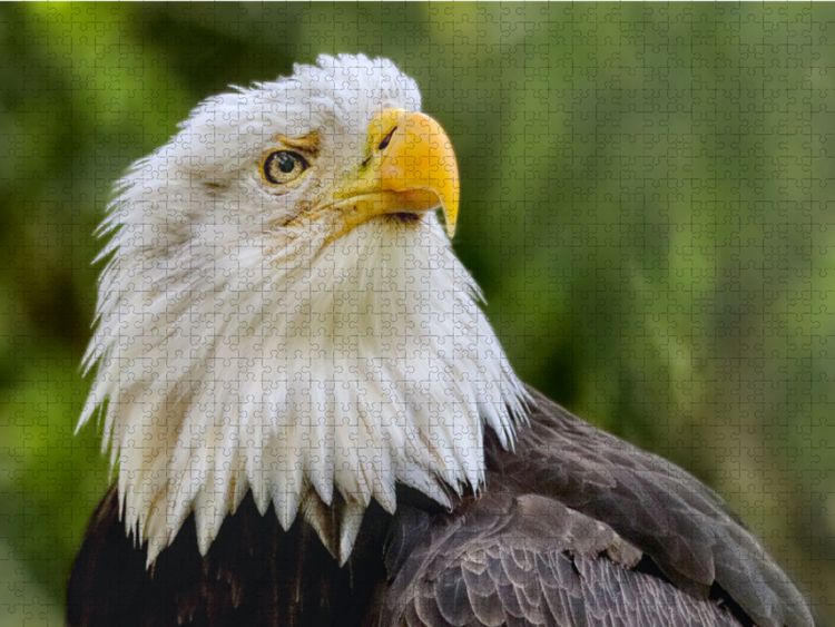 Produktbild: CALVENDO Puzzle Wei&szlig;kopfseeadler im Portr&auml;t | 1000 Teile Lege-Gr&ouml;&szlig;e 64x48cm Foto-Puzzle f&uuml;r gl&uuml;ckliche Stunden
