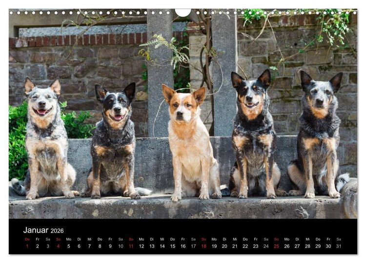 Produktbild: Australian Cattle Dogs zwischen Kunst und Kultur (Wandkalender 2026 DIN A3 quer), CALVENDO Monatskalender