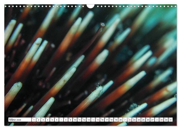 Produktbild: unterwasser makro 2026 (Wandkalender 2026 DIN A3 quer), CALVENDO Monatskalender