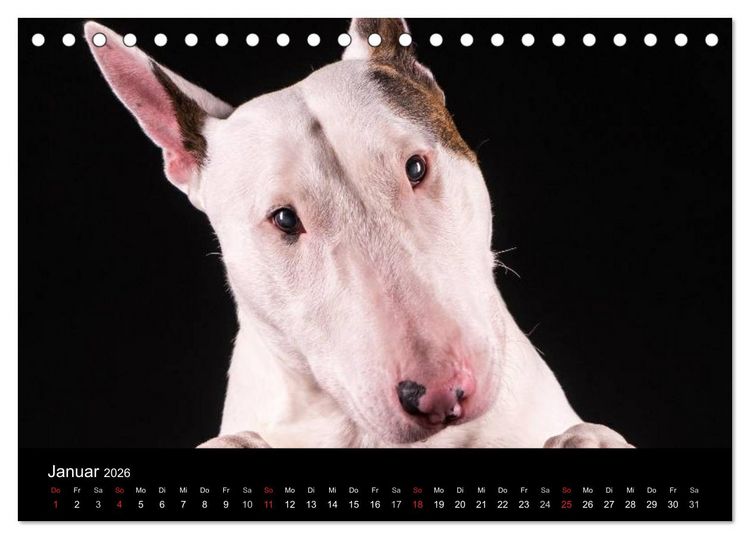 Produktbild: Bullterrier (Tischkalender 2026 DIN A5 quer), CALVENDO Monatskalender