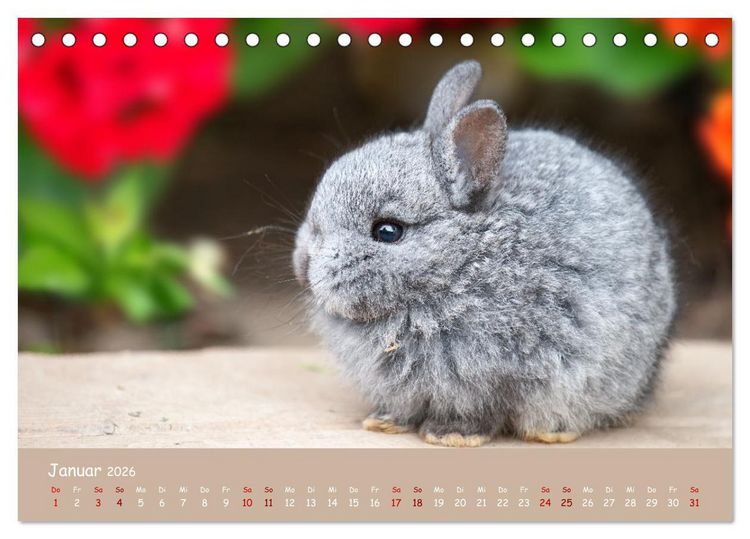 Produktbild: Flauschige Fellkn&auml;uel (Tischkalender 2026 DIN A5 quer), CALVENDO Monatskalender