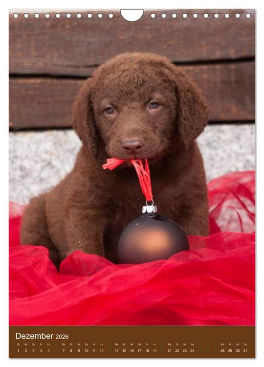Produktbild: Chesapeake Bay Retriever 2026 (Wandkalender 2026 DIN A4 hoch), CALVENDO Monatskalender
