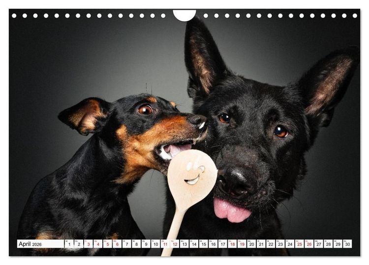 Produktbild: Hunde im Naschparadies (Wandkalender 2026 DIN A4 quer), CALVENDO Monatskalender