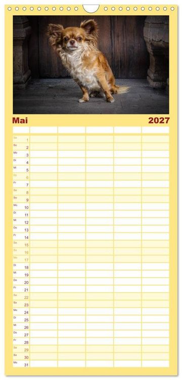 Produktbild: Familienplaner 2027 - Chihuahuas - Cool and Cute mit 5 Spalten (Wandkalender, 21 x 45 cm) CALVENDO