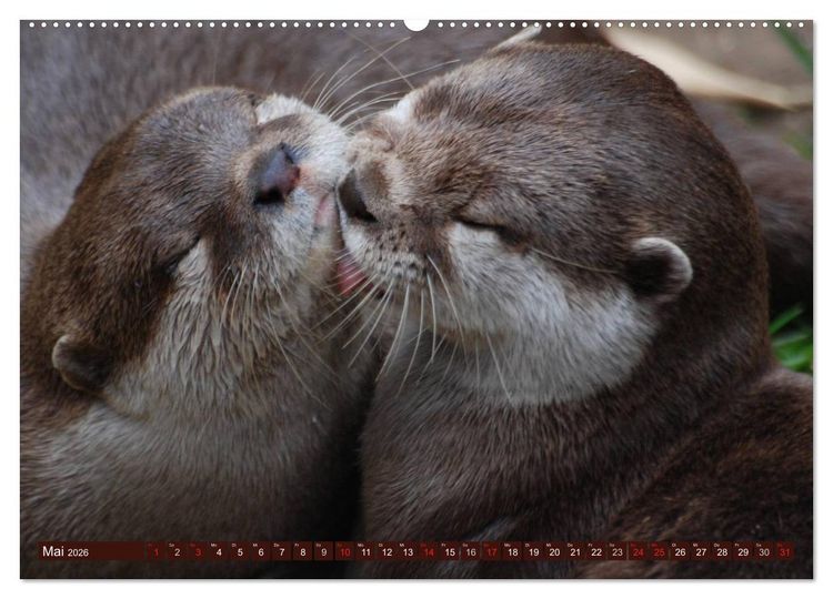 Produktbild: Otter. Frech, laut und clever (Wandkalender 2026 DIN A2 quer), CALVENDO Monatskalender