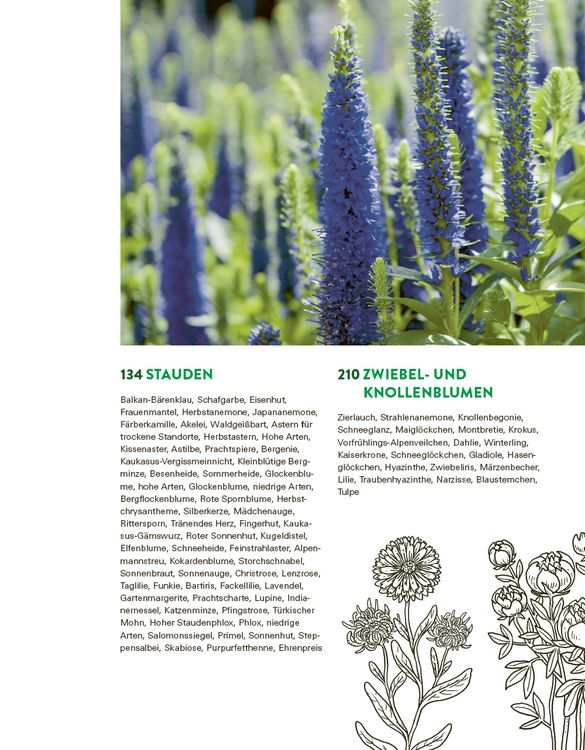 Produktbild: Das gro&szlig;e Buch der Stauden und Sommerblumen