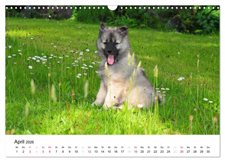 Produktbild: Der Wolfsspitz (Wandkalender 2026 DIN A3 quer), CALVENDO Monatskalender