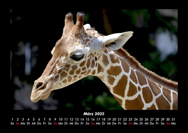 Produktbild: Giraffen 2025 Fotokalender DIN A3