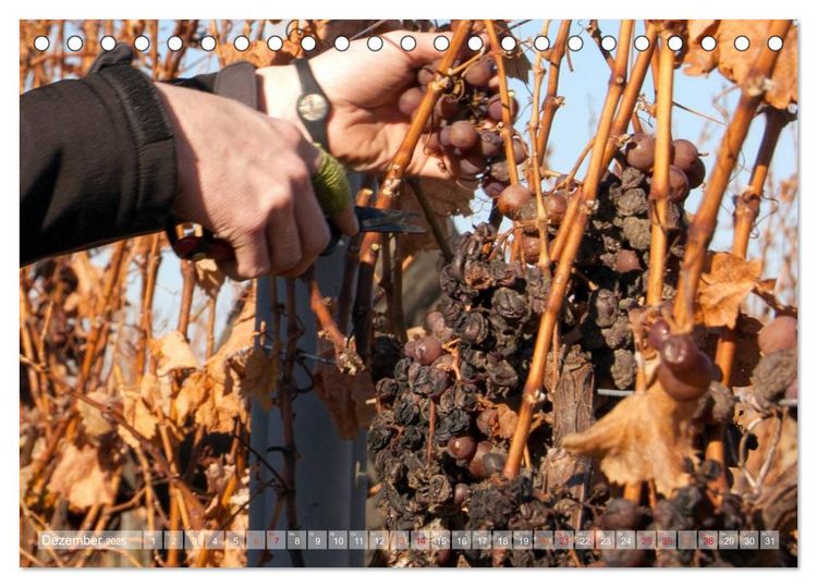 Produktbild: Wein- und Rebsorten aus Rheinland-Pfalz (Tischkalender 2025 DIN A5 quer), CALVENDO Monatskalender