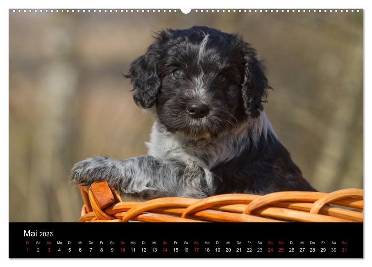 Produktbild: Hundewelpen (Wandkalender 2026 DIN A2 quer), CALVENDO Monatskalender