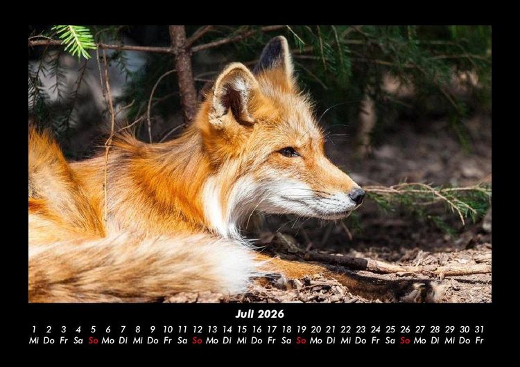 Produktbild: Tierkalender 2026 Fotokalender DIN A3