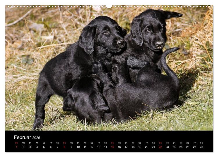 Produktbild: Flatcoated Retriever (Wandkalender 2026 DIN A2 quer), CALVENDO Monatskalender