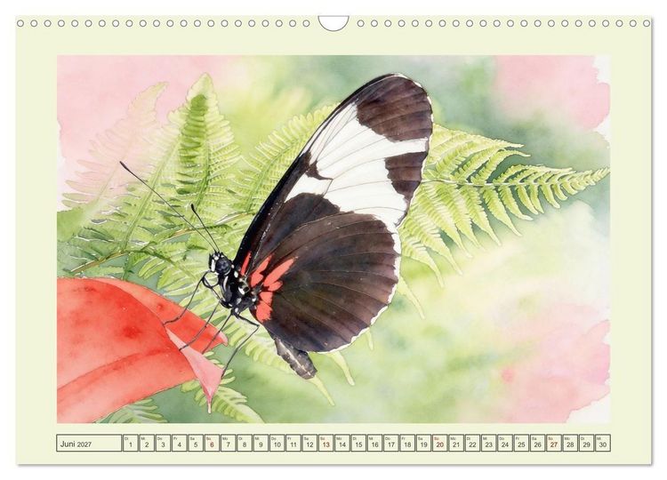 Produktbild: Zarte Gaukler in den Tropen (Wandkalender 2027 DIN A3 quer), CALVENDO Monatskalender