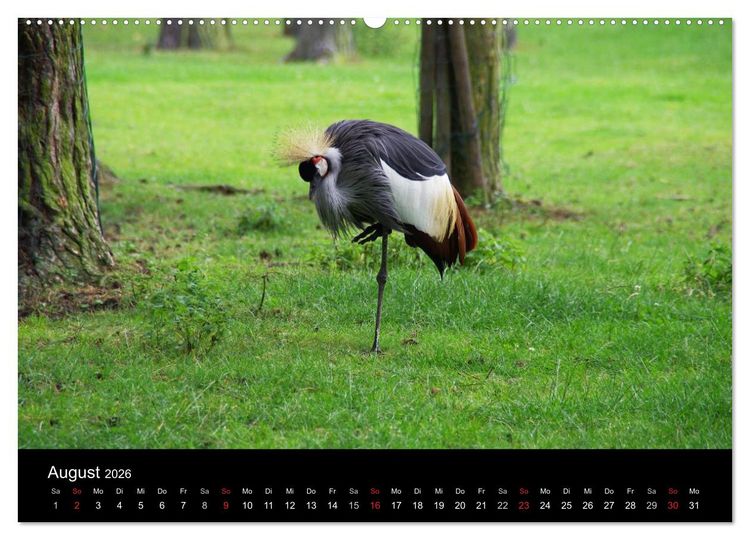 Produktbild: Welt der Tiere (Wandkalender 2026 DIN A2 quer), CALVENDO Monatskalender