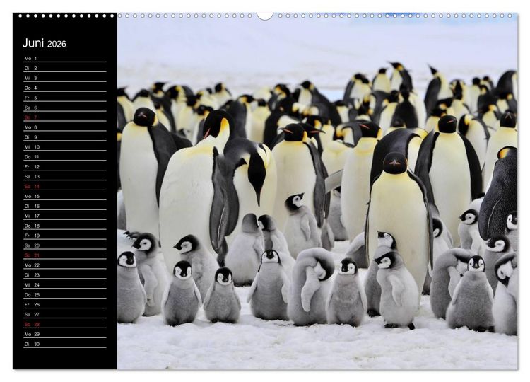 Produktbild: Pinguine - Kaiser- und K&ouml;nigspinguine (hochwertiger Premium Wandkalender 2026 DIN A2 quer), Kunstdruck in Hochglanz