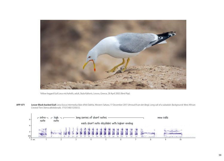 Produktbild: Xsound Approach To Birding Hb