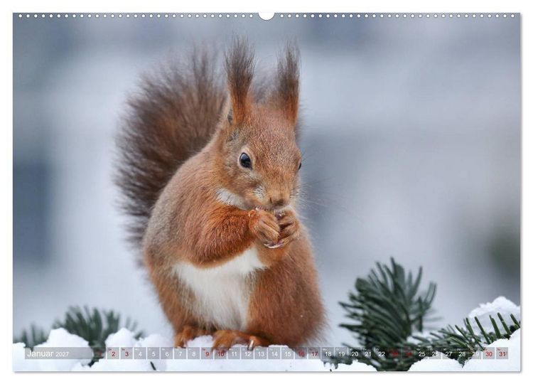 Produktbild: Eichh&ouml;rnchen in zauberhaften Posen (Wandkalender 2027 DIN A2 quer), CALVENDO Monatskalender