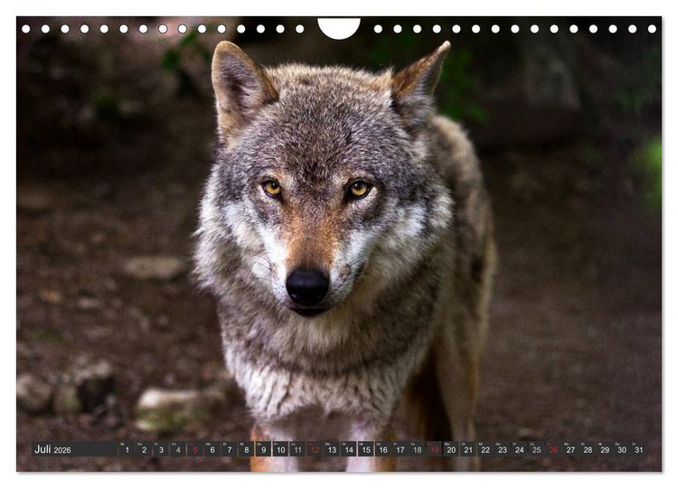 Produktbild: W&ouml;lfe. Graue Eminenzen (Wandkalender 2026 DIN A4 quer), CALVENDO Monatskalender