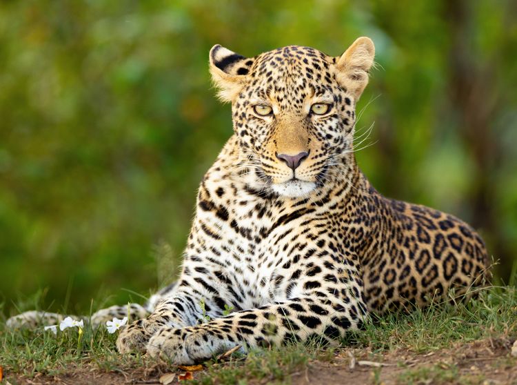 Produktbild: CALVENDO Puzzle Auf dem Boden liegender Leopard beobachtet den Betrachter | 2000 Teile Lege-Gr&ouml;&szlig;e 90x67cm Foto-Puzzle f&uuml;r gl&uuml;ckliche Stunden