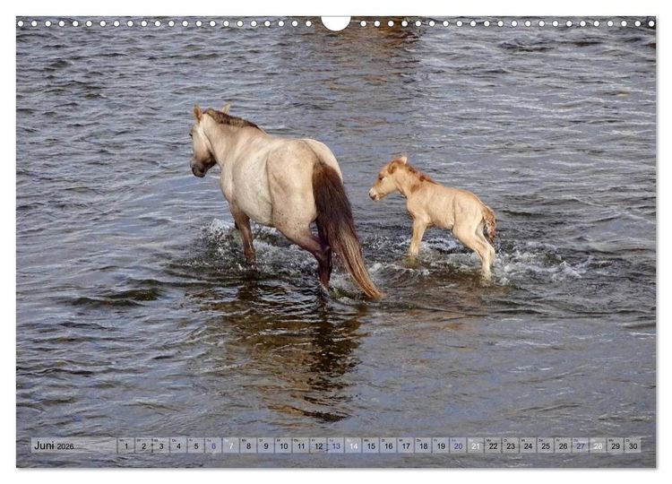 Produktbild: Pferde und Reiter der Mongolei (Wandkalender 2026 DIN A3 quer), CALVENDO Monatskalender