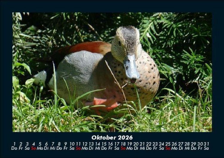 Produktbild: Welt der V&ouml;gel 2026 Fotokalender DIN A5