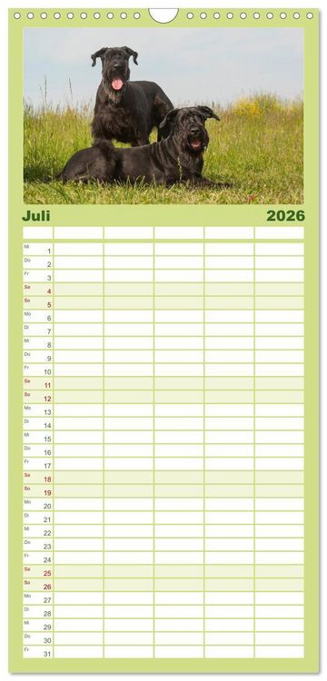 Produktbild: Familienplaner 2026 - Treuer Freund Riesenschnauzer mit 5 Spalten (Wandkalender, 21 x 45 cm) CALVENDO