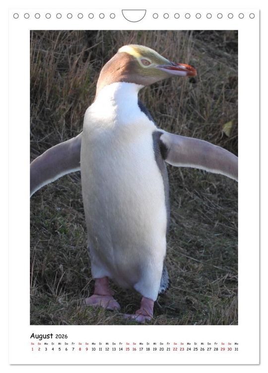 Produktbild: Neuseelands Pelzrobben und Gelbaugenpinguine (Wandkalender 2026 DIN A4 hoch), CALVENDO Monatskalender