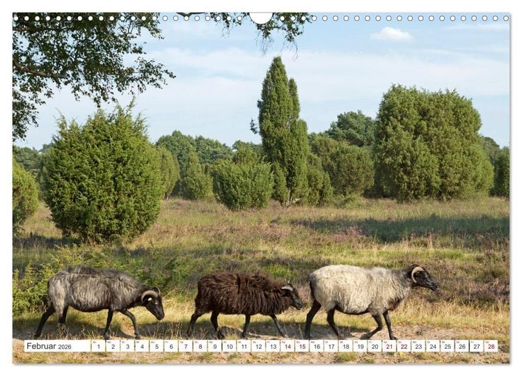 Produktbild: Die L&uuml;neburger Heide - Ausflugsziel im Norden (Wandkalender 2026 DIN A3 quer), CALVENDO Monatskalender