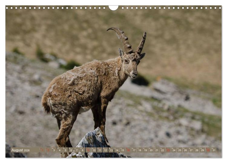 Produktbild: Steinwild am Pilatus (Wandkalender 2026 DIN A3 quer), CALVENDO Monatskalender