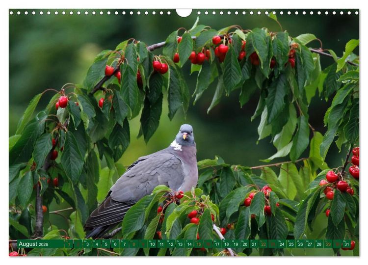 Produktbild: Ringeltauben (Wandkalender 2026 DIN A3 quer), CALVENDO Monatskalender