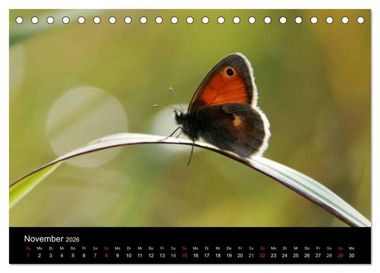 Produktbild: Schmetterlinge in Deutschland (Tischkalender 2026 DIN A5 quer), CALVENDO Monatskalender