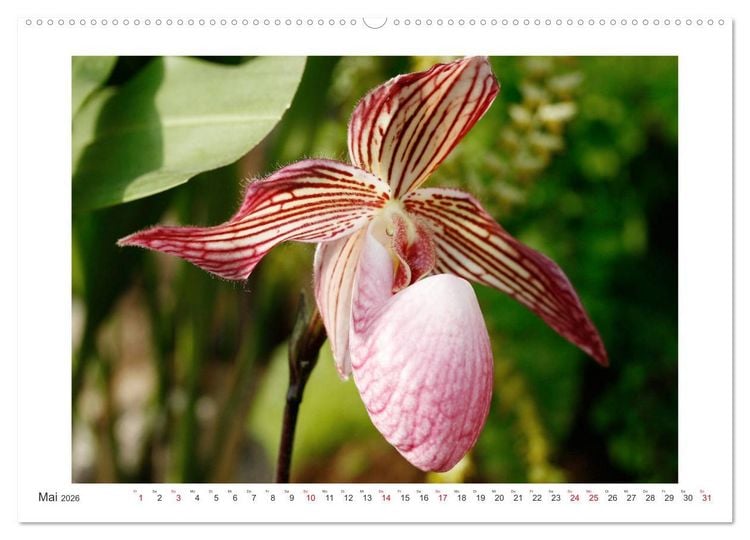 Produktbild: Orchideen Feuerwerk der Farben (hochwertiger Premium Wandkalender 2026 DIN A2 quer), Kunstdruck in Hochglanz