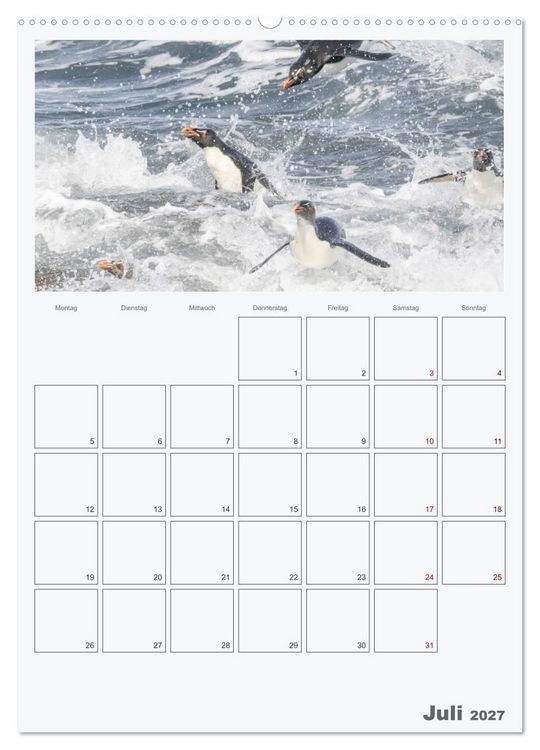 Produktbild: Alltag bei den Pinguinen auf Falkland (hochwertiger Premium Wandkalender 2027 DIN A2 hoch), Kunstdruck in Hochglanz