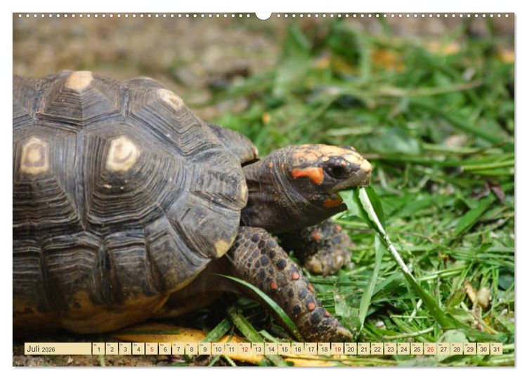 Produktbild: Schildkr&ouml;ten - Gepanzerte Urzeitwesen (hochwertiger Premium Wandkalender 2026 DIN A2 quer), Kunstdruck in Hochglanz