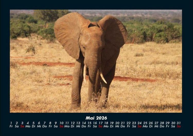 Produktbild: Elefanten Kalender 2026 Fotokalender DIN A4