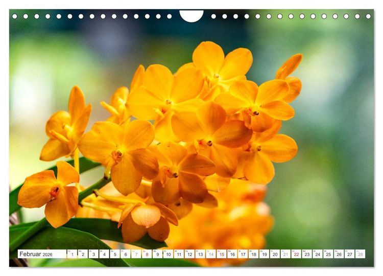 Produktbild: Orchidaceae - Orchideen (Wandkalender 2026 DIN A4 quer), CALVENDO Monatskalender