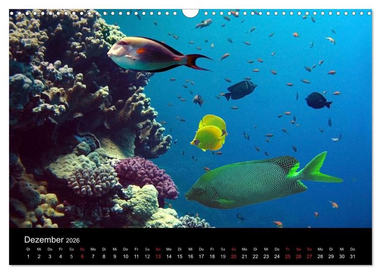 Produktbild: Meeres Sch&ouml;nheiten (Wandkalender 2026 DIN A3 quer), CALVENDO Monatskalender