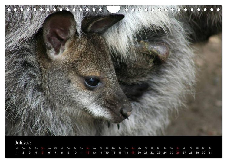 Produktbild: Zoo-Kinder (Wandkalender 2026 DIN A4 quer), CALVENDO Monatskalender