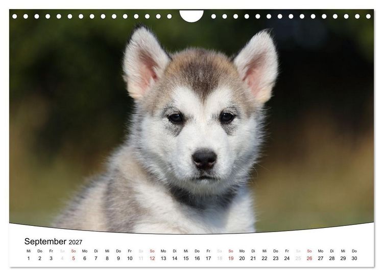 Produktbild: Welpen - Puppies (Wandkalender 2027 DIN A4 quer), CALVENDO Monatskalender