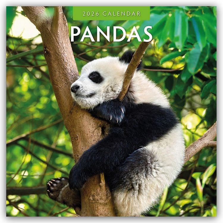 Produktbild: Pandas – Pandabären 2026 – 16-Monatskalender
