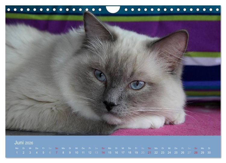 Produktbild: Engel auf 4 Pfoten - Ragdolls 2026 (Wandkalender 2026 DIN A4 quer), CALVENDO Monatskalender