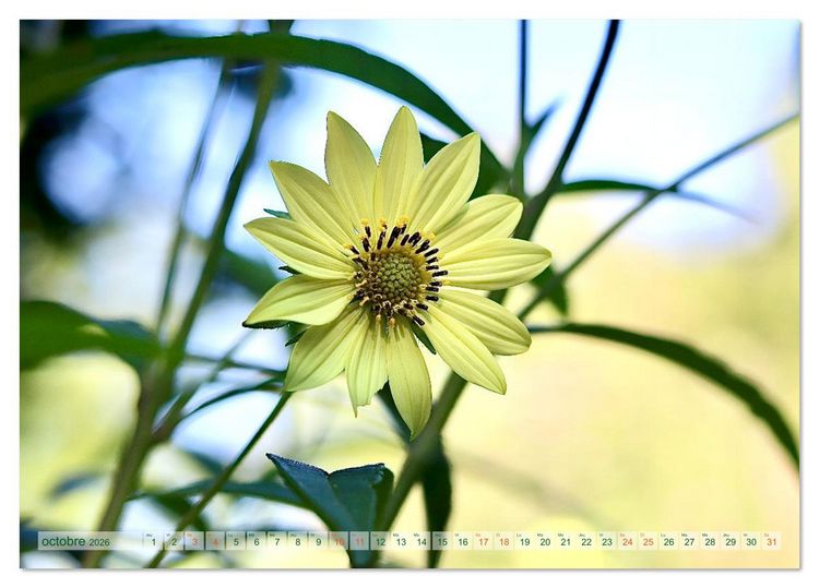 Produktbild: DES FLEURS ENCHANTERESSES (Calendrier de bureau 2026 DIN A5 vertical), CALVENDO calendrier mensuel